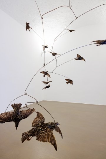 Henrik Håkansson, Untitled Swarm, (Sturnus vulgaris) #3, 2011, Courtesy the artist and Galleria Franco Noero, Turin, © Henrik Håkansson, Foto: ERES Stiftung, Thomas Dashuber