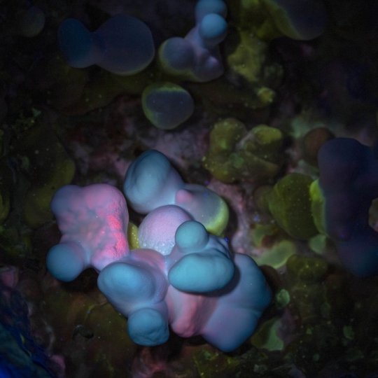 Ganoderma Multipileum unter UV-Licht, © Heidi Jalkh